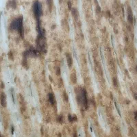 نیازمند فروشنده