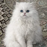 گربه پرشین بریتیش|گربه|مشهد, احمدآباد|دیوار