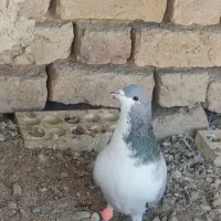 بدرنگ نر لول|پرنده|باغ بهادران, |دیوار