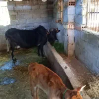 فروش گاو باگوساله نر