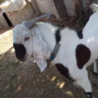 کهره چبش