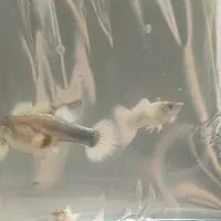 پک ماهی فروش فوق العاده