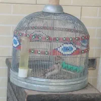 طغرا پرنده قناری عروس هلندی|پرنده|کرمان, |دیوار