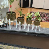 گیاهان سر حال|گل و گیاه طبیعی|شوش, |دیوار