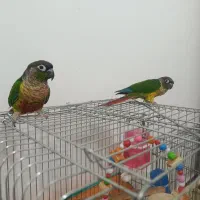 گرینچک یلوسابد