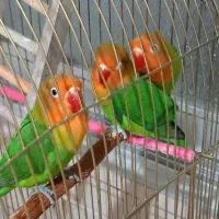 طوطی برزیلی و گرینچیک توضیحات بخوان|پرنده|طرقبه, |دیوار