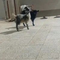 فروش ۲ عدد کره محلی|خوردنی و آشامیدنی|زرند, |دیوار