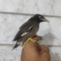 مرغ مینا
