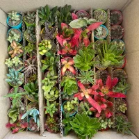 گیاه بند انگشتی باگلدان رنگی