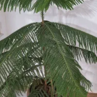 کاج مطبق|گل و گیاه طبیعی|سنقر, |دیوار