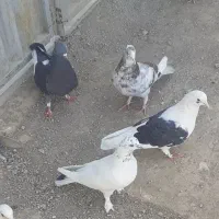 کبوتر شکار و سرحال واسه دهات