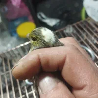 قناری نر وماده سه تا 2500|پرنده|تبریز, |دیوار