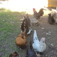 مرغ و خروس چینی خیلی قشنگ و سالم رامسر سادات شهر|حیوانات مزرعه|کتالم و سادات شهر, |دیوار