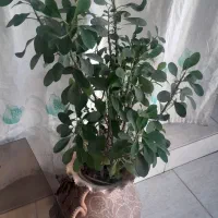 گلدان بزرگ سفالی عتیقه وجاسیگاری قدیمی