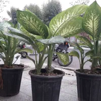 دیفن دو شاخ بزرگ ۳۰۰