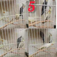 چندین جفت عروس هلندی فروشی|پرنده|تربت‌حیدریه, شهرک ولیعصر|دیوار