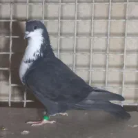 کفتر