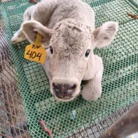 کارگر تمام وقت گاوداری