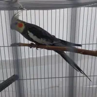 عروس هلندی جفت