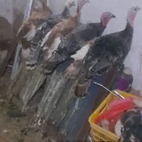 جهت آشنایی با این شماره تماس بگیرید|پرنده|تاکستان, |دیوار