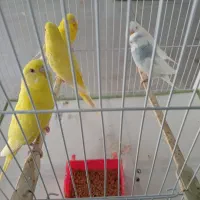 جوجه مرغ عشق