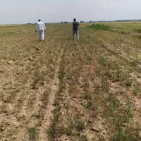 فروش ۱.۵ هکتار زمین در صفرخواجه|فروش دفتر صنعتی، کشاورزی، تجاری|آبیک, |دیوار