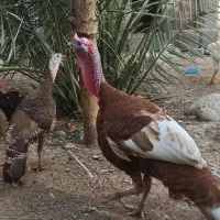 یک جفت بوقلمون نر و ماده