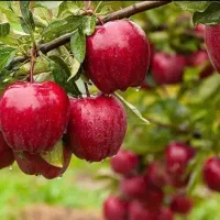 باغ سیبت بار نمی‌ده میوه اش ریزه مشاوره تخصصی