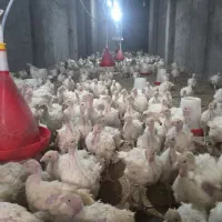 نیمچه بوقلمون اصل بیوتی زرین