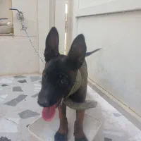 سگ نژاد دار مالینیوز