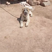 توله خراسانی