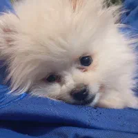 توله پامرین خرسی زیبا