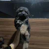 سگ ژرمن شپرد ماده مو بلند