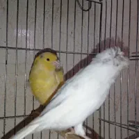 قناری ریزه خون