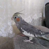 عروس هلندی|پرنده|کلارآباد, |دیوار