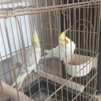 عروس هلندی|پرنده|رفسنجان, |دیوار
