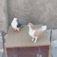 یکجفت کبوتر ساده|پرنده|پاکدشت, پاکدشت (مامازند)|دیوار