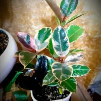 مجموعه ویژه گل‌های آپارتمانی و تراریوم|خدمات باغبانی و درختکاری|شیراز, حافظیه|دیوار