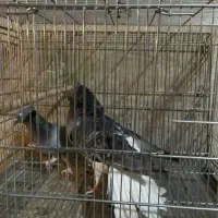 یک جفت کبوتر سبز دم سفید با جوجه هاش|پرنده|تهران, هاشم‌آباد|دیوار
