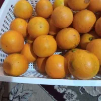 پرتقال خونی|حراج|نوشهر, |دیوار