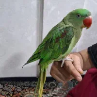 شاه طوطی