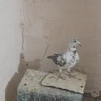 ماده بزک