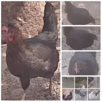 مرغ جوان وتخم گذار