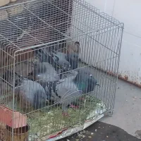 کبوتر چاهی
