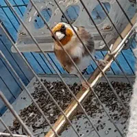 سهره جوجه قفس