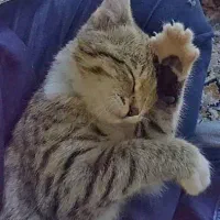 گربه|گربه|کرج, اتحاد|دیوار