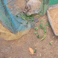 خرگوش خوشگل