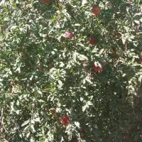 باغ فروشی|فروش زمین و ملک کلنگی|جنت, |دیوار