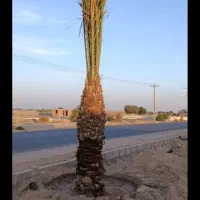 فروش نخل خرما بلندوچندمتری