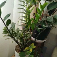 گل آپارتمانی|گل و گیاه طبیعی|اصفهان, ارزنان|دیوار